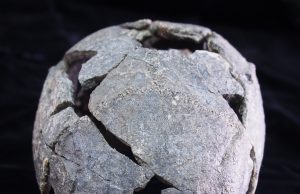 Smallest Homo erectus cranium in Africa and diverse stone tools found at Gona, Ethiopia Smallest Homo erectus cranium in Africa and diverse stone tools found at Gona Ethiopia