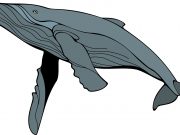 Solar storms may leave gray whales blind and stranded