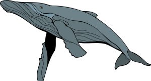 Solar storms may leave gray whales blind and stranded