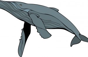 Solar storms may leave gray whales blind and stranded Solar storms may leave gray whales blind and stranded