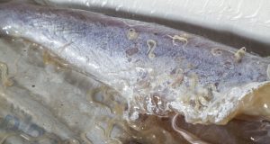 Sushi parasites have increased 283 fold in past 40 years scaled