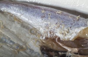 ‘Sushi parasites’ have increased 283-fold in past 40 years Sushi parasites have increased 283 fold in past 40 years scaled