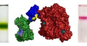 Team develops photosynthetic proteins for expanded solar energy conversion