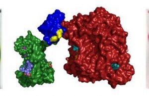 Team develops photosynthetic proteins for expanded solar energy conversion Team develops photosynthetic proteins for expanded solar energy conversion