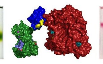 Team develops photosynthetic proteins for expanded solar energy conversion Team develops photosynthetic proteins for expanded solar energy conversion