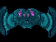The brains of shrimps and insects are more alike than we thought