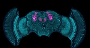 The brains of shrimps and insects are more alike than we thought