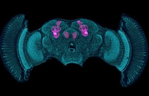 The brains of shrimps and insects are more alike than we thought The brains of shrimps and insects are more alike than we thought