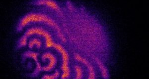 The growth of an organism rides on a pattern of waves