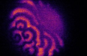 The growth of an organism rides on a pattern of waves The growth of an organism rides on a pattern of waves