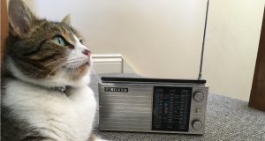 The purrfect music for calming cats