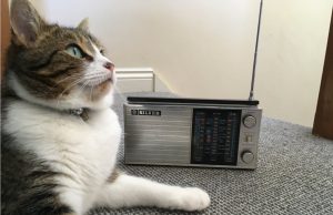 The ‘purrfect’ music for calming cats The purrfect music for calming cats