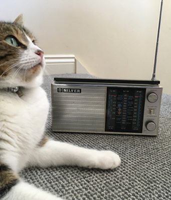 The ‘purrfect’ music for calming cats The purrfect music for calming cats
