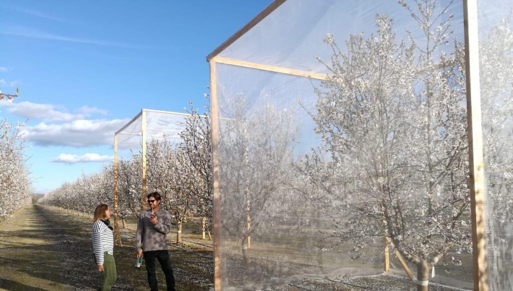 To bee or not to bee a question for almond growers