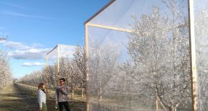 To bee or not to bee a question for almond growers