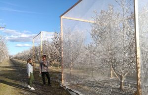To bee, or not to bee, a question for almond growers To bee or not to bee a question for almond growers