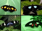 To make ultra black materials that wont weigh things down consider the butterfly