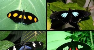 To make ultra black materials that wont weigh things down consider the butterfly