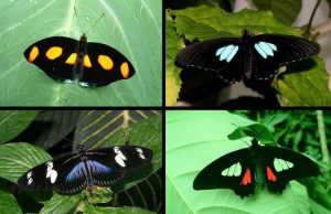 To make ultra-black materials that won’t weigh things down, consider the butterfly To make ultra black materials that wont weigh things down consider the butterfly