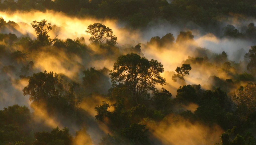 Tropical forests carbon sink is already rapidly weakening scaled