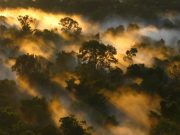 Tropical forests carbon sink is already rapidly weakening scaled