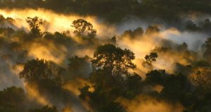 Tropical forests carbon sink is already rapidly weakening scaled