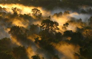 Tropical forests’ carbon sink is already rapidly weakening Tropical forests carbon sink is already rapidly weakening scaled