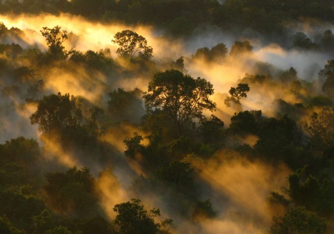 Tropical forests’ carbon sink is already rapidly weakening Tropical forests carbon sink is already rapidly weakening scaled