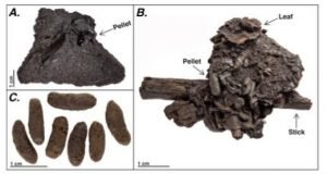 Unprecedented preservation of fossil feces from the La Brea Tar Pits