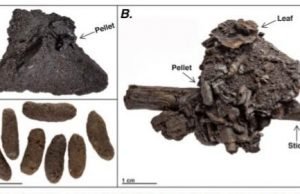 Unprecedented preservation of fossil feces from the La Brea Tar Pits Unprecedented preservation of fossil feces from the La Brea Tar Pits