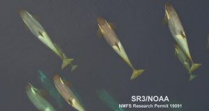 Why do whales migrate They return to the tropics to shed their skin scientists say