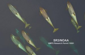 Why do whales migrate? They return to the tropics to shed their skin, scientists say Why do whales migrate They return to the tropics to shed their skin scientists say