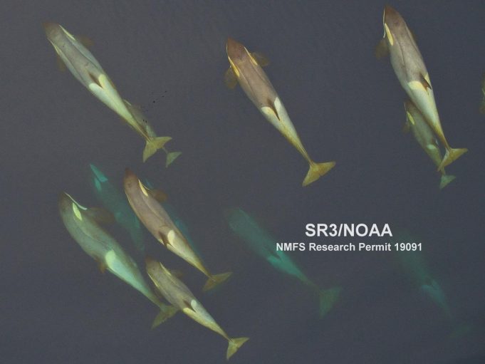 Why do whales migrate? They return to the tropics to shed their skin, scientists say Why do whales migrate They return to the tropics to shed their skin scientists say