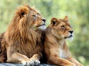 Why men and other male animals die younger