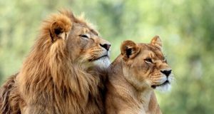 Why men and other male animals die younger