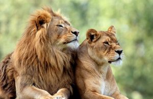 Why men (and other male animals) die younger: It’s all in the Y chromosome Why men and other male animals die younger