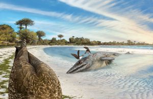 ‘Wonderchicken’ fossil from the age of dinosaurs reveals origin of modern birds Wonderchicken fossil from the age of dinosaurs reveals origin of modern birds scaled