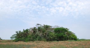 Amazonian crops domesticated 10000 years ago scaled
