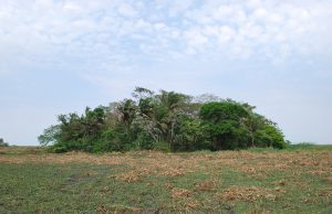 Amazonian crops domesticated 10,000 years ago Amazonian crops domesticated 10000 years ago scaled