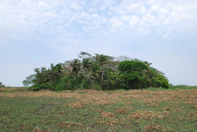 Amazonian crops domesticated 10000 years ago scaled Amazonian crops domesticated 10000 years ago scaled