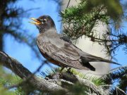 American robins now migrate 12 days earlier than in 1994