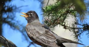 American robins now migrate 12 days earlier than in 1994
