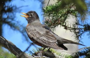 American robins now migrate 12 days earlier than in 1994 American robins now migrate 12 days earlier than in 1994