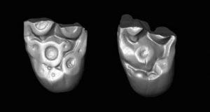 Ancient teeth from Peru hint now extinct monkeys crossed Atlantic from Africa