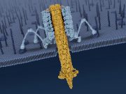 Bactericidal nanomachine Researchers reveal the mechanisms behind a natural bacteria killer