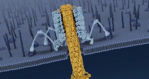 Bactericidal nanomachine Researchers reveal the mechanisms behind a natural bacteria killer