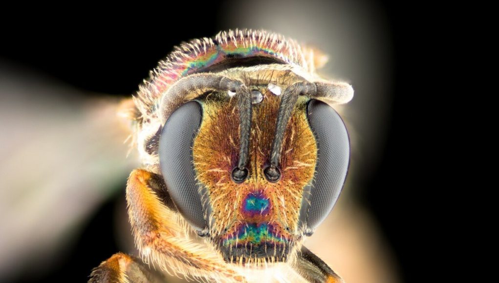 Bees point to new evolutionary answers
