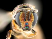 Bees point to new evolutionary answers