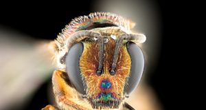 Bees point to new evolutionary answers