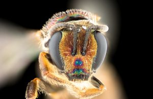 Bees point to new evolutionary answers